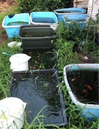 らんちゅう 日らん全国優勝経験者系統 80匹以上 ポンプやケースごとまるまるでもOK