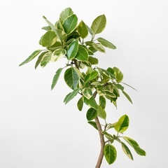 観葉植物 フィカス アルテシマ 170cmの画像