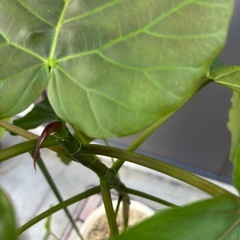 人気の観葉植物　ウンベラータの画像