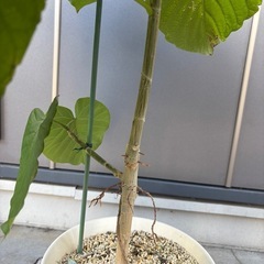 人気の観葉植物　ウンベラータの画像
