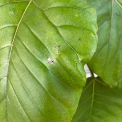 人気の観葉植物　ウンベラータの画像