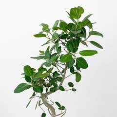 観葉植物 フィカス ベンガレンシスの画像
