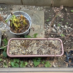 植木鉢 2つの画像