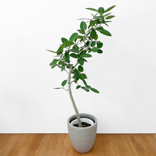 観葉植物 フィカス ベンガレンシス 175cm