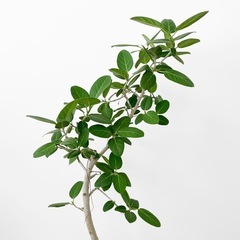 観葉植物 フィカス ベンガレンシスの画像