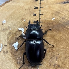 インドアンタエウスオオクワガタ♂75mm×♀47.7mm ペアの画像