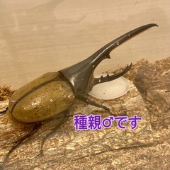 ヘラクレス・ヘラクレスオオカブト（メス単・即ブリ）の画像