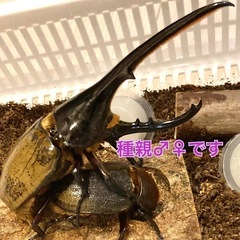 ヘラクレス・ヘラクレスオオカブト（メス単・即ブリ）の画像