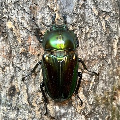 ニジイロクワガタ（ペア）の画像