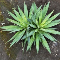 写真更新　ユッカ　グロリアサの画像