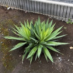 写真更新　ユッカ　グロリアサの画像