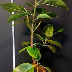 観葉植物🌿フィカス アルテシマ（ゴムの木）の画像