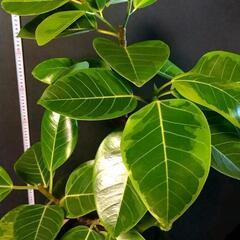 観葉植物🌿フィカス アルテシマ（ゴムの木）の画像