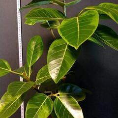 観葉植物🌿フィカス アルテシマ（ゴムの木）の画像