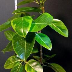 観葉植物🌿フィカス アルテシマ（ゴムの木）の画像