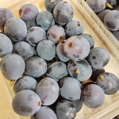 【残りお一人お取引出来ます】種無し巨峰　粒500ｇ×3パックの画像