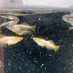 オリジナルめだかの画像
