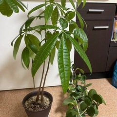 観葉植物の画像