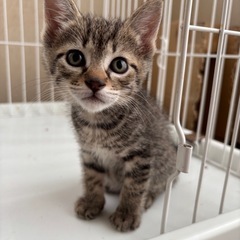 仲良し兄妹2匹一緒に迎えて下さる方募集　栃木から