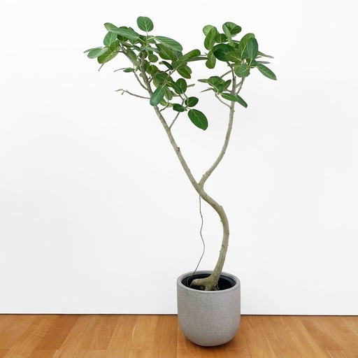 観葉植物 フィカス ベンガレンシス 160cm