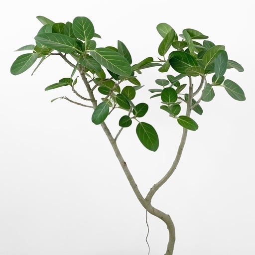 観葉植物 フィカス ベンガレンシス 160cm