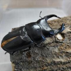 奈良輪川西オオクワガタ 新成虫 ♂の画像