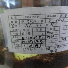 奈良輪川西オオクワガタ 新成虫 ♂の画像