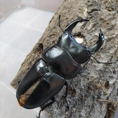 奈良輪川西オオクワガタ 新成虫 ♂の画像