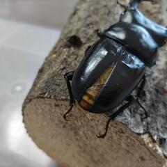 奈良輪川西オオクワガタ 新成虫 ♂の画像