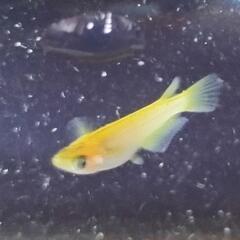 サンシャイン　メダカの画像