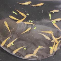 サンシャイン　メダカの画像
