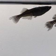 めだか　吽形　2ペアの画像