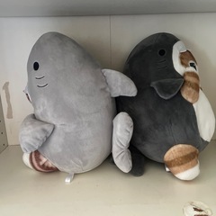 サメにゃんの画像