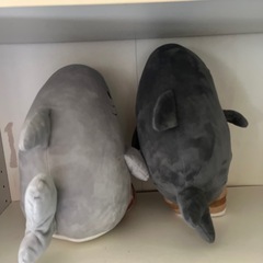 サメにゃんの画像