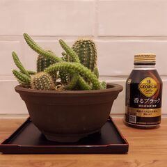サボテン寄せ植え　ウ泥丸鉢の画像