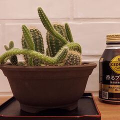 サボテン寄せ植え　ウ泥丸鉢の画像