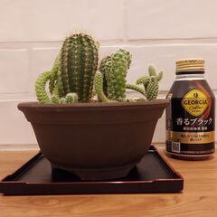 サボテン寄せ植え　ウ泥丸鉢の画像