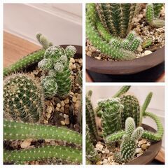サボテン寄せ植え　ウ泥丸鉢の画像