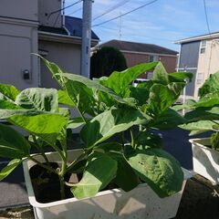 【無料】秋どりに！！ナス苗、ピーマン苗、ししとう苗差し上げます（大苗もあり）の画像