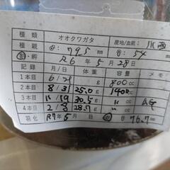 奈良輪川西オオクワガタ 新成虫 ♂単品⑥の画像