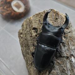 奈良輪川西オオクワガタ 新成虫 ♂単品⑥の画像