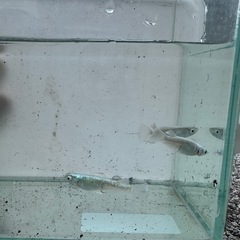 メダカエメキン
の画像