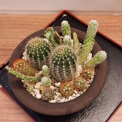 サムネイル