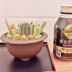 サボテン寄せ植え　ウ泥丸鉢　小の画像