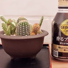 サボテン寄せ植え　ウ泥丸鉢　小の画像