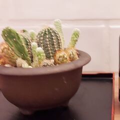 サボテン寄せ植え　ウ泥丸鉢　小の画像