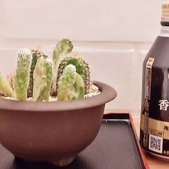 サボテン寄せ植え　ウ泥丸鉢　小の画像