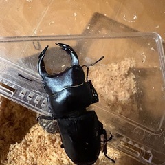 子供いる方限定　オオクワガタ譲渡の画像