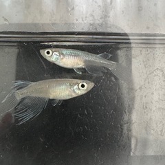 お話し中 ＊ 青蝶 メダカ 1ペアの画像