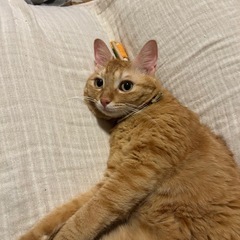 猫友さん募集！【女性限定】